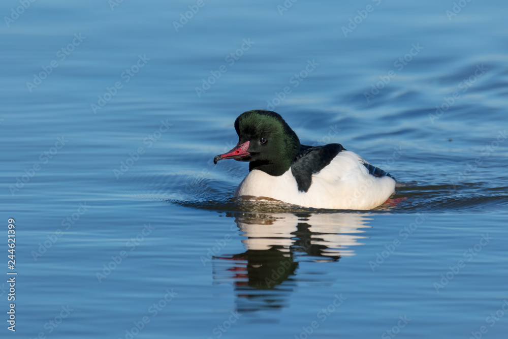elegant and beautiful merganser male in winter elegant and beautiful merganser male in winter