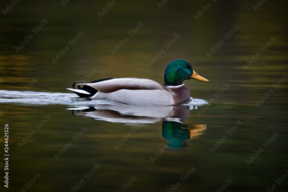 Fototapeta premium mallard duck swimming in lake in summer