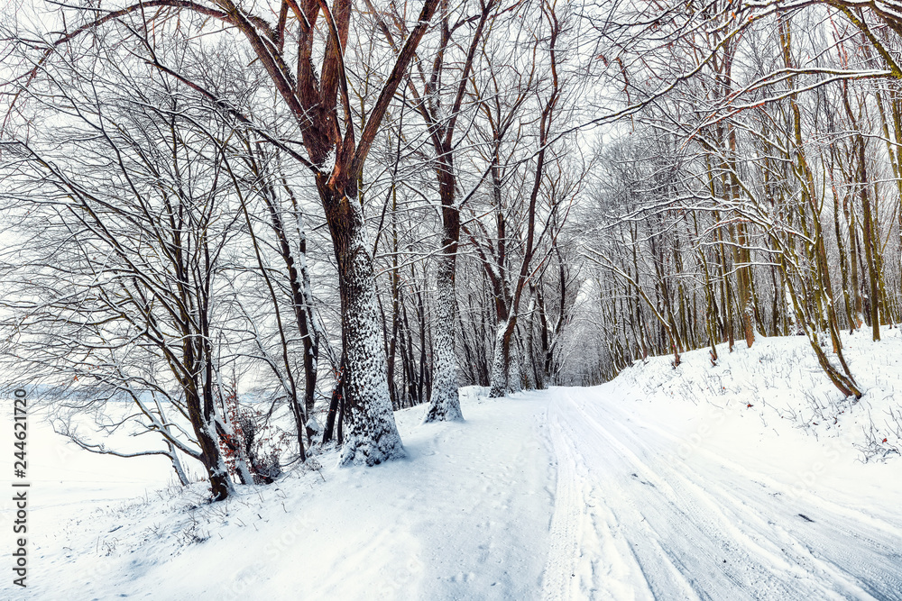 Silence on a winter road in the forest