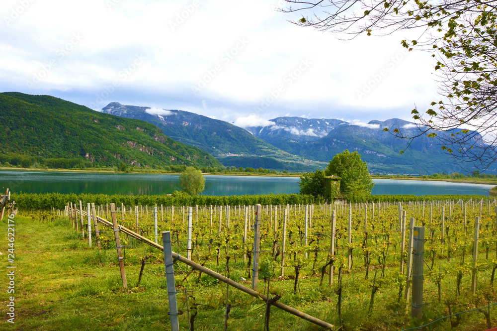 Lake Caldaro Vineyard, Kalterer see. Grape plantation near Caldaro Lake in Bolzano, South Tyrol, Italy.