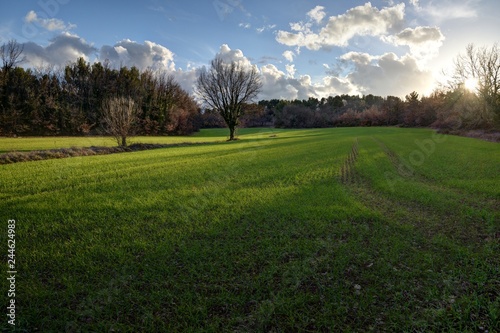 champ de blé