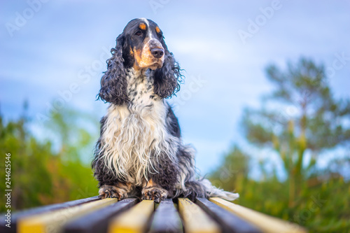 Dog English Cocker Spaniel....