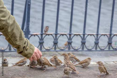 Man feeding a flock of sparrows on the street