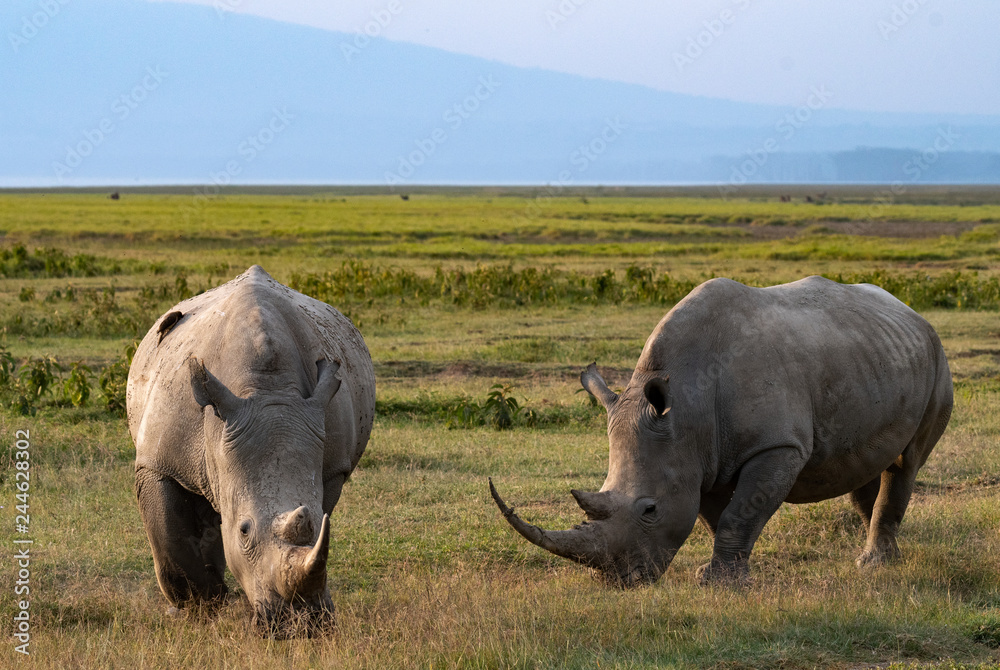 Fototapeta premium Two Rhinos in field