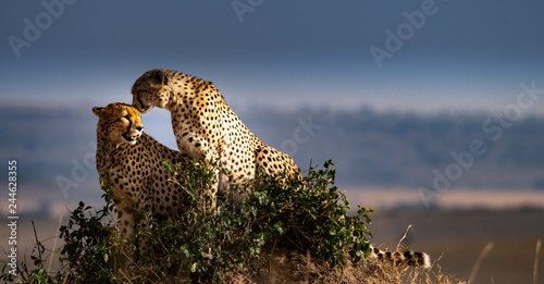 Two cheetahs on rock
