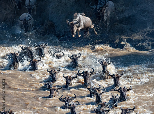 Great migration