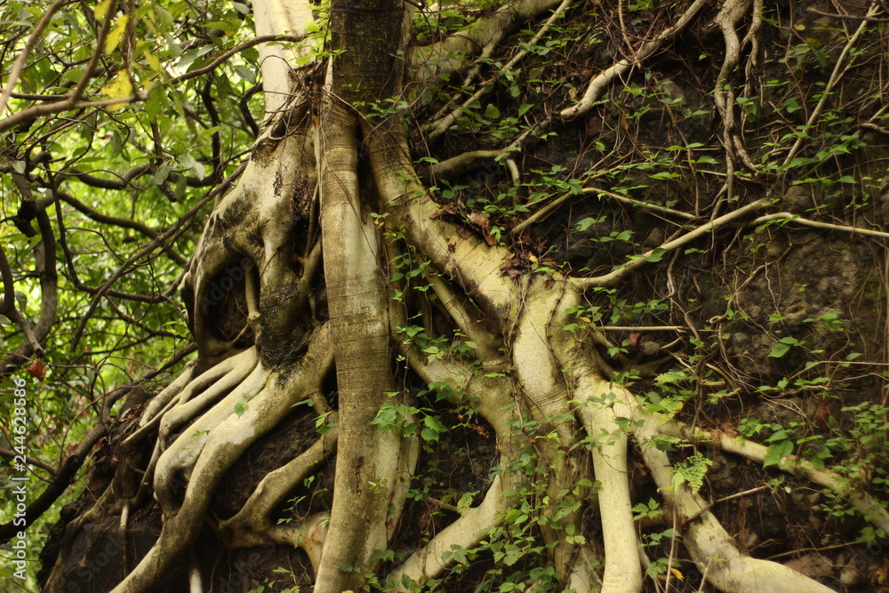 Árbol 01 Árbol 01
