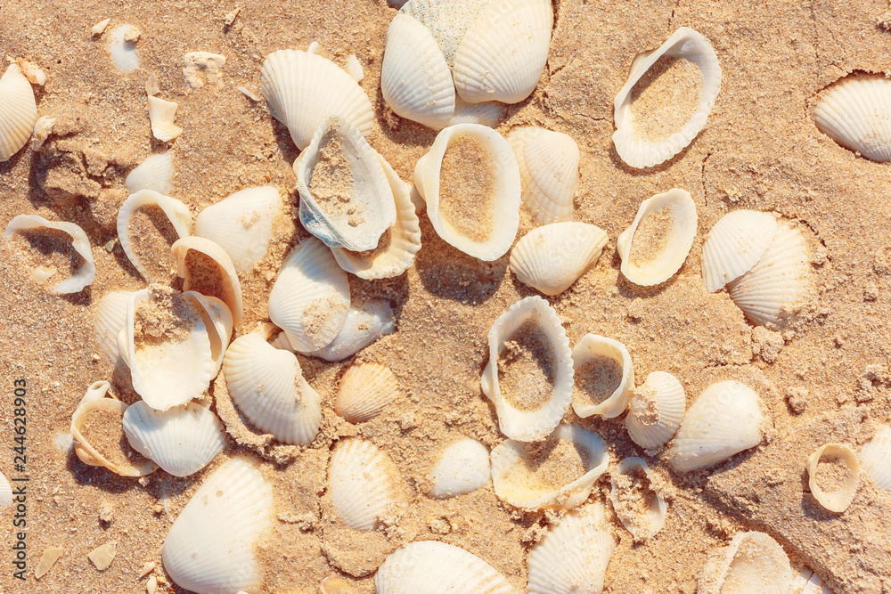 Fototapeta premium surface of the sea coast of a variety of shells, texture background