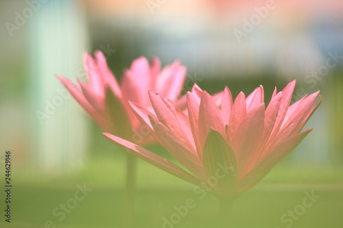 The backdrop of soft pink lotus flowers.