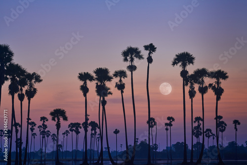 surreal sunrise skyline with full moon on sky and silhouette sugar palm trees