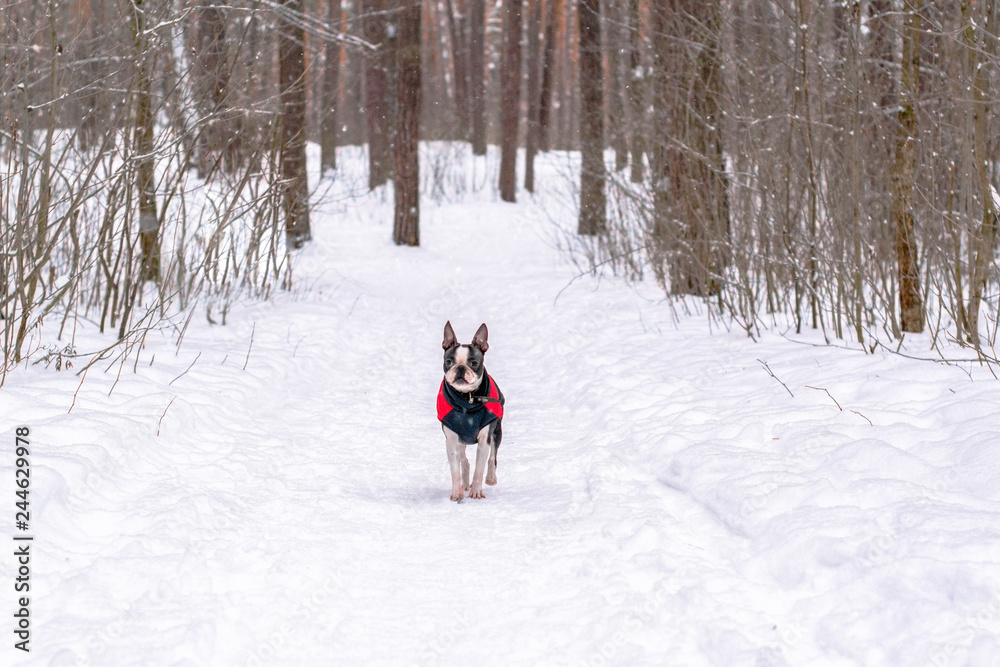 dog breed Boston Terrier in a jacket for a walk in the winter woods