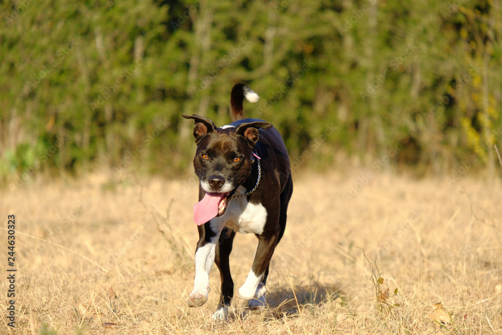 Happy dog looking at camera running through rural pasture.