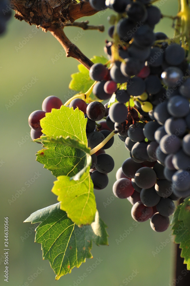 Grappe de raisin Rouge avec feuille verte sous le soleil cote de Provence/Bunch of red grapes with green leaves under the sunny coast of Provence