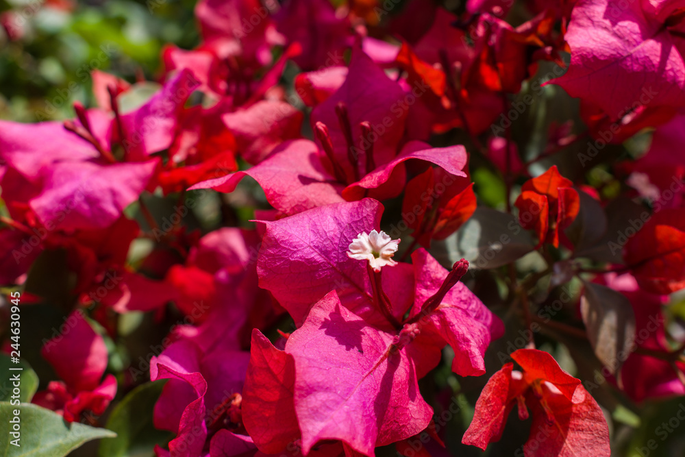 WALLPAPER OF RED FLOWERS