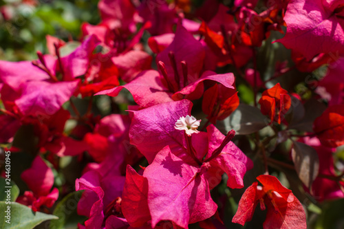 WALLPAPER OF RED FLOWERS