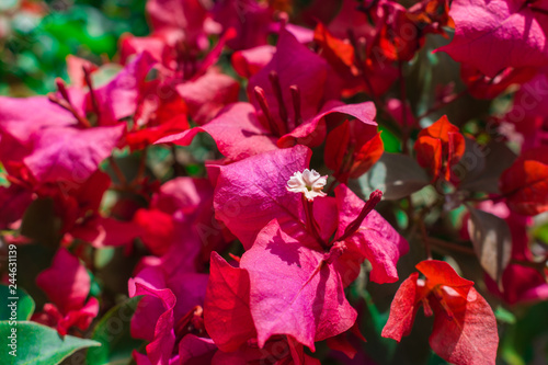 WALLPAPER OF RED FLOWERS