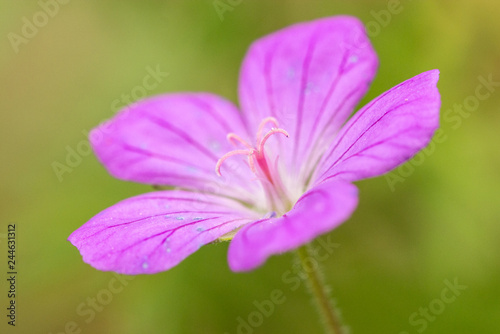 Pink flower macro closeup