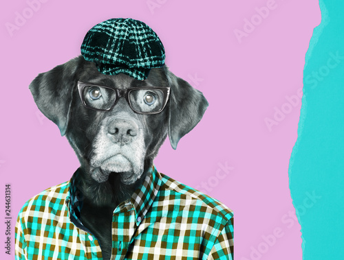 Old labrador dog retriever wearing eye glasses, wearing a vintage pageboy cap. Contemporary art collage.
