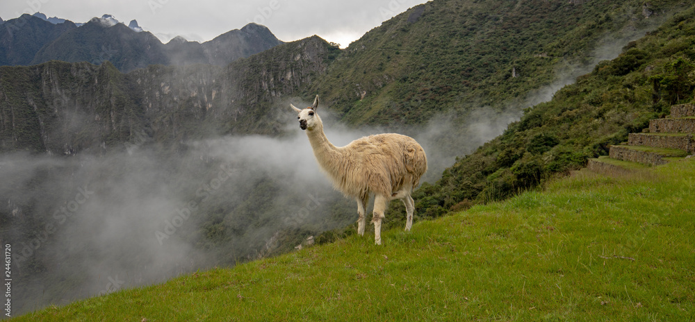 Fototapeta premium Llama and misty clouds at Machu Picchu in Peru South America