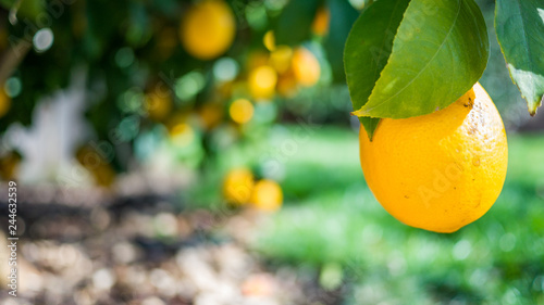 Valokuva Meyer Lemon