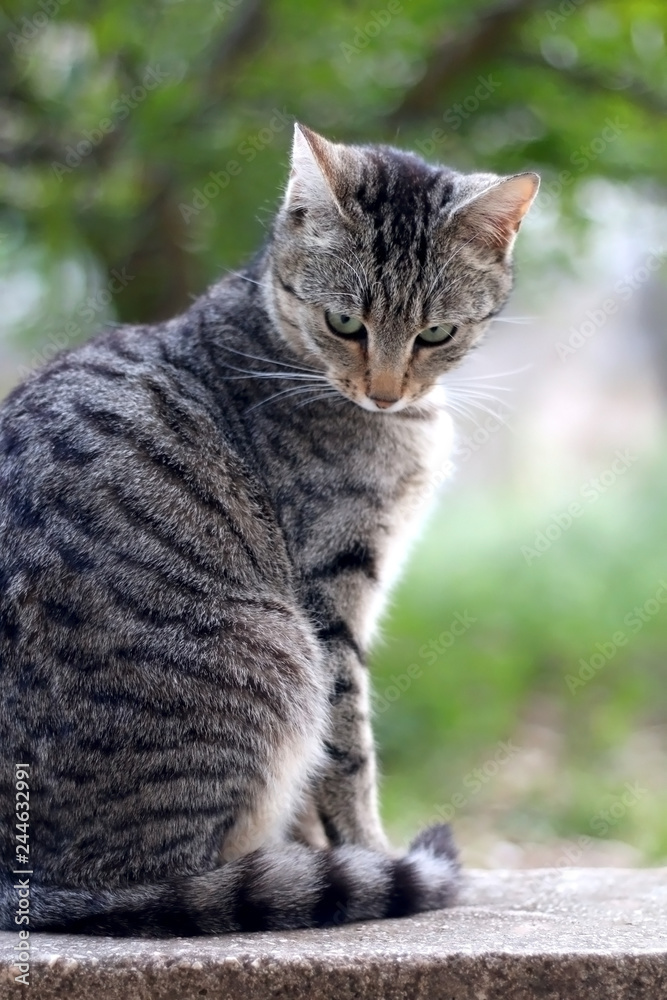 Fototapeta premium Portrait of brown tabby cat sitting in the garden. Selective focus.