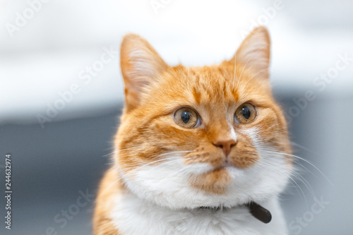 Close-up portrait of red white Norwegian cat.