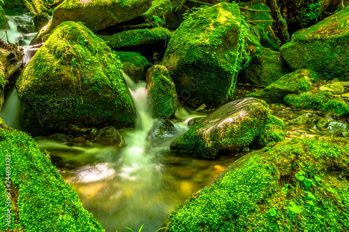 Sangdong a beautiful green moss Moss Valley, Youngwoel, In South Korea photo