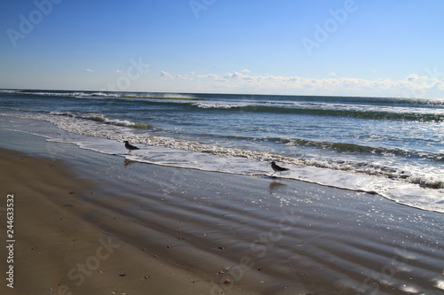 birds at the beach