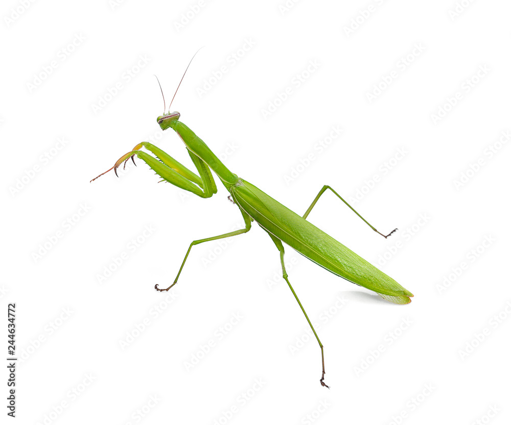 Praying mantis on white background.(selective focus) Praying mantis on white background.(selective focus)