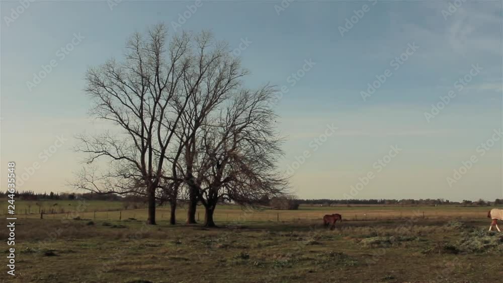Horses On The Field At Sunset. Horses On The Field At Sunset.