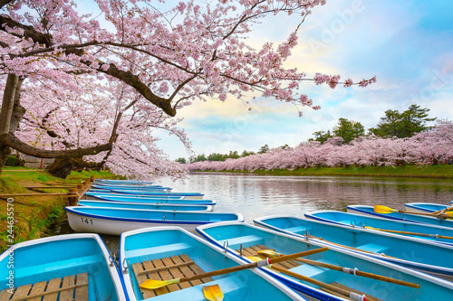 Full bloom Sakura - Cherry Blossom  at Hirosaki park, in Japan photo
