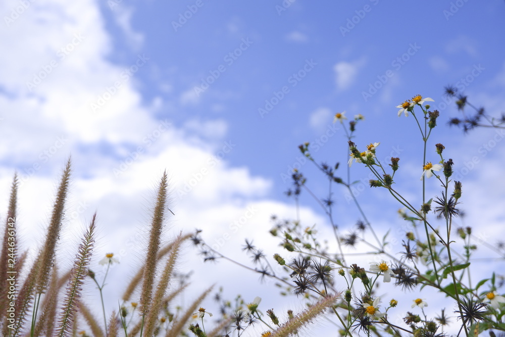 glass flower bloom in nature against blue sky background.
