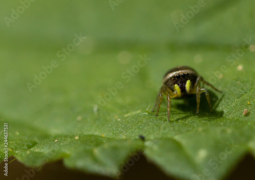 Jumping spider closeup