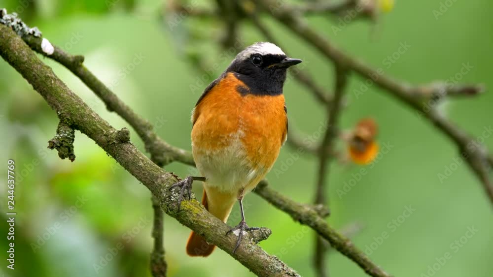 Common redstart perched on a twig