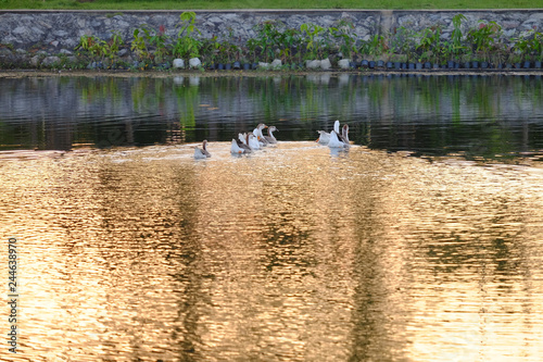 Group of goose swimming in lake with golden color reflection on ripple of water wave