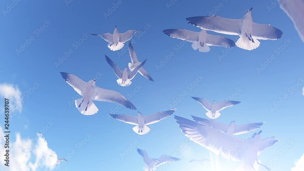 Bright scenic view from below of seagulls flying in slow motion overlay in golden sunlight against soft blue sky