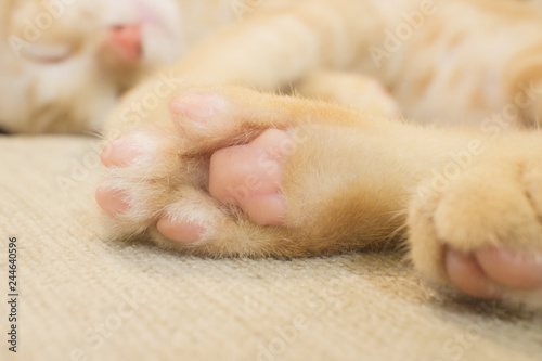 Kitten sleeping. Selective on paw. Toned image.