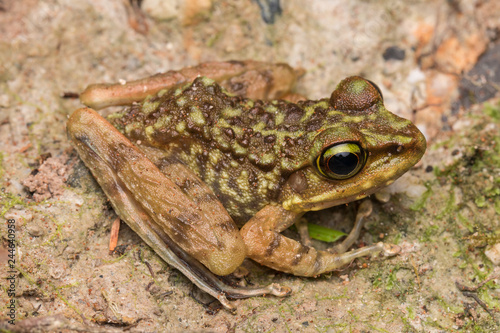 Beautiful Frog of Borneo, Kinabalu Torrent Frog , Macro image of frog at Broneo.