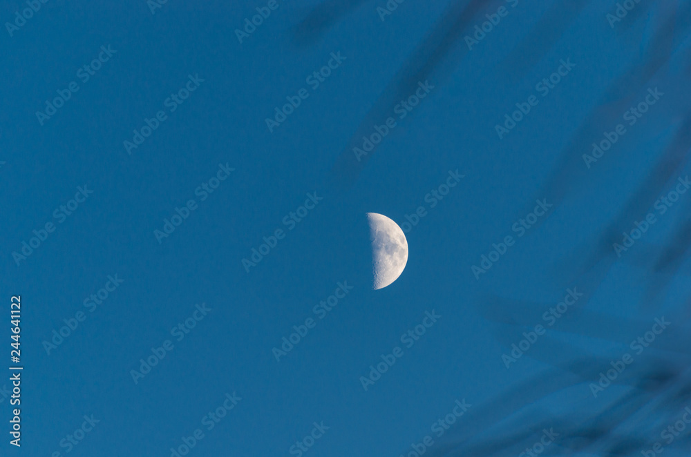 First quarter moon with branches on side First quarter moon with branches on side