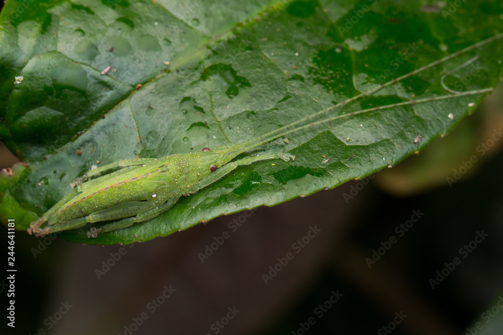 Wildlife macro image of a katydid of Sabah, Borneo Wildlife macro image of a katydid of Sabah, Borneo