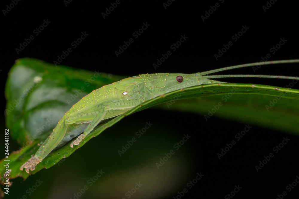 Wildlife macro image of a katydid of Sabah, Borneo Wildlife macro image of a katydid of Sabah, Borneo