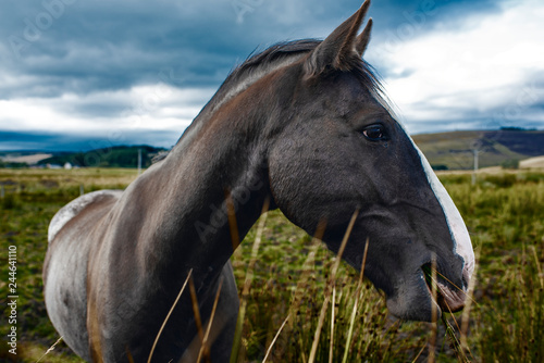 Scottish horse