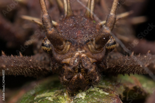 Close-up of Brown Katydid of Sabah, Borneo