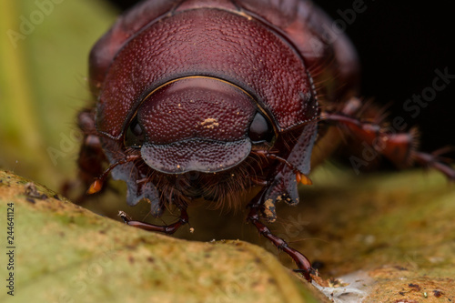Adorable brown scarab beetle at Sabah, Borneo. Beautiful Close-up of brown scarab beetle  © alenthien