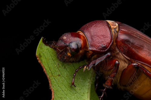 Adorable brown scarab beetle at Sabah, Borneo. Beautiful Close-up of brown scarab beetle 