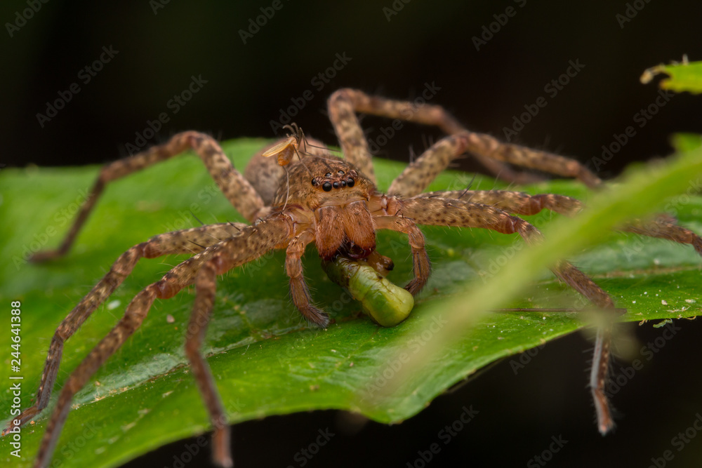 Beautiful Spider in Sabah, Borneo , Spider of Borneo , hunstman spider on green leaf Beautiful Spider in Sabah, Borneo , Spider of Borneo , hunstman spider on green leaf