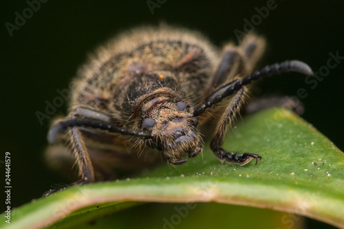 Beautiful Close-up image of hairy darkling beetleat Kota Kinabalu, Borneo © alenthien