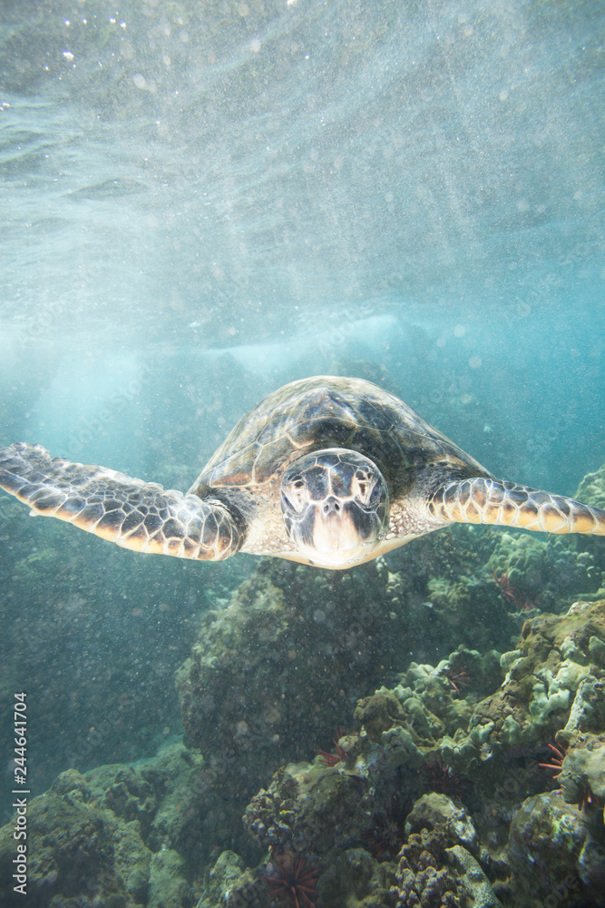 Fototapeta premium Turtle Close Up Swimming Over Coral Reef Thru Sun Rays