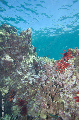 Healthy Coral Reef in Hawaii