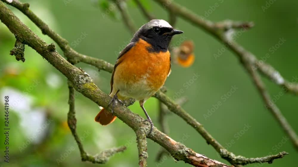 Common redstart (Phoenicurus phoenicurus) perched on a twig Common redstart (Phoenicurus phoenicurus) perched on a twig